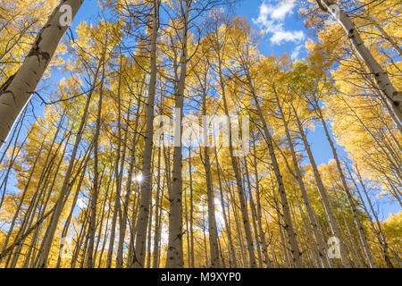 Par Sunburst tremble le long de Kebler Pass en Californie Banque D'Images