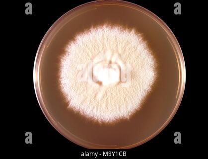 Microsporum persicolor champignon poussant sur une plaque de gélose de dextrose de culture, 1973. Image courtoisie de Centres for Disease Control (CDC) / Dr Arvind UN Padhye. Image courtoisie CDC. () Banque D'Images