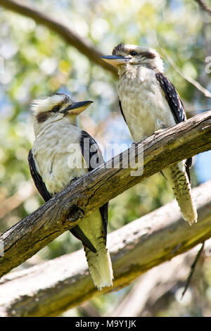 Un couple de Laughing Kookaburra debout sur le rameau. En Australie. Banque D'Images
