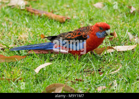 Crimson Rosella standind dans l'herbe sur le terrain. Banque D'Images