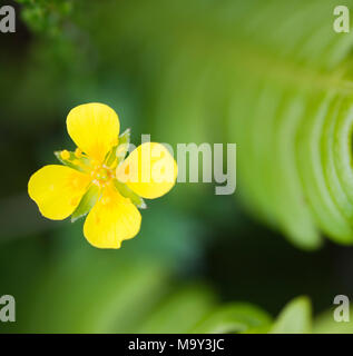 Tormentille (Potentilla erecta) à côté de fleurs fern Banque D'Images