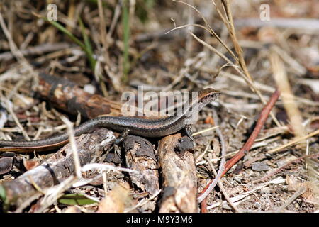 Droptail Skink Lizard sur le sol de la forêt.Victoria, Australie. Banque D'Images