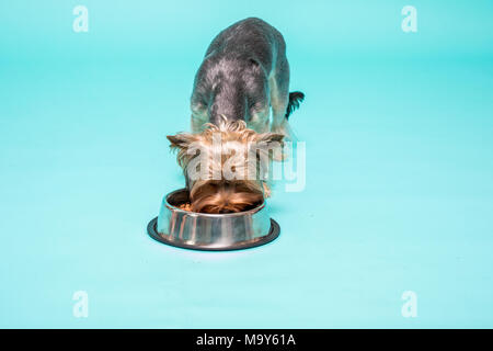 Yorkshire Terrier de manger des aliments à partir de la lave. isolated Banque D'Images