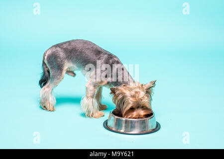 Yorkshire Terrier de manger des aliments à partir de la lave. isolated Banque D'Images
