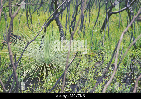 La repousse de l'herbe, un arbre Xanthorrhoea, parmi les arbres noircis après un incendie dans la lande à Kamay Botany Bay National Park, NSW, Australie Banque D'Images