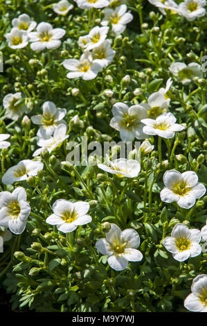 Touffe formant Saxifraga 'Peter Pan' blanc entrée en fleur au début du printemps. Banque D'Images