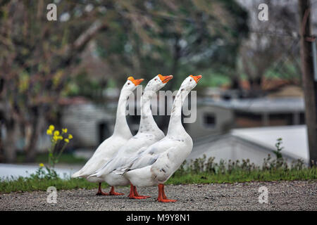 2017-02-15 oies Delta. Un trio de blanc des neiges accueillent les visiteurs à la Walnut Grove marina dans la Sacramento-San Joaquin Delta. Banque D'Images