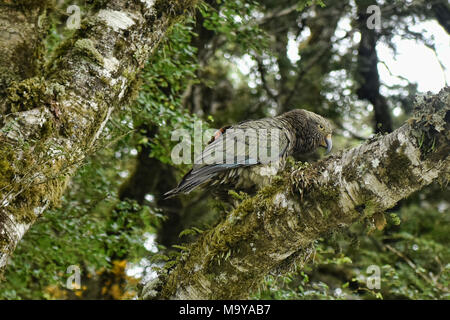 Nestor notabilis kea (sauvage) dans un arbre, Milford Sound, Fjordland, Nouvelle-Zélande Banque D'Images