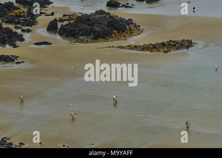 Groupe des pingouins aux yeux jaunes à venir à terre à Roaring Bay, le Southland, Catlins, Nouvelle-Zélande Banque D'Images