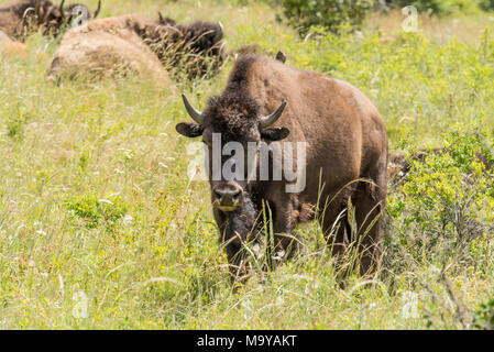 American Buffalo Bisons ou le pâturage dans le National Bison Range, Montana, USA Banque D'Images