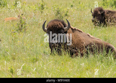 American Buffalo Bisons ou le pâturage dans le National Bison Range, Montana, USA Banque D'Images