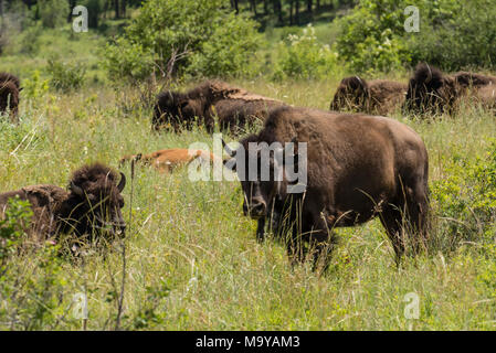 American Buffalo Bisons ou le pâturage dans le National Bison Range, Montana, USA Banque D'Images