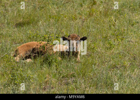 American Buffalo Bisons ou le pâturage dans le National Bison Range, Montana, USA Banque D'Images