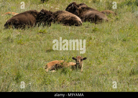 American Buffalo Bisons ou le pâturage dans le National Bison Range, Montana, USA Banque D'Images