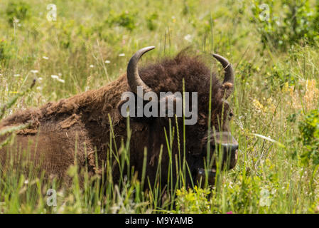 American Buffalo Bisons ou le pâturage dans le National Bison Range, Montana, USA Banque D'Images