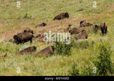 American Buffalo Bisons ou le pâturage dans le National Bison Range, Montana, USA Banque D'Images