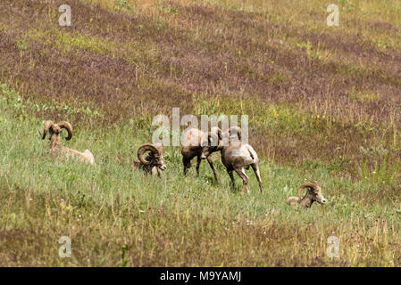 Paire de mouflons mâles affrontent lors d'un combat. National Bison Range, Montana Banque D'Images