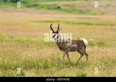 Antilope mâle paissant dans une prairie dans le National Bison Range, Montana, USA Banque D'Images