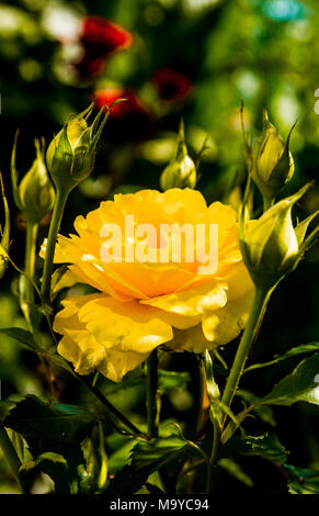 Beau buisson de roses jaunes dans un jardin de printemps. Jardin de roses. Banque D'Images