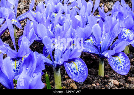 Iris histrioides ' Lady Beatrix Stanley ', Iris bleu, Irises nain Banque D'Images