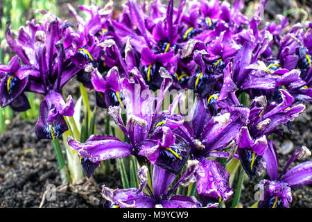 Violet Iris reticulata 'George', iris nain touffes fleurs de marche Banque D'Images