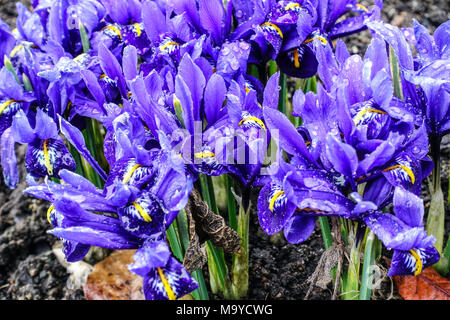 Blue Iris reticulata 'harmonie' Banque D'Images