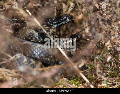 2 mâle additionneurs (Vipera berus) ensemble en pèlerin Heather dans le Peak District du nord de l'Angleterre. Banque D'Images