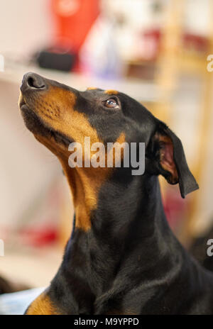 Portrait du pinscher allemand Banque D'Images