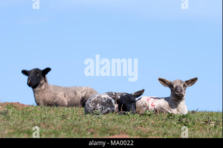 Trois adorables agneaux de printemps, se détendre au soleil sur une colline herbeuse, contre, ciel bleu clair. L'agriculture britannique. Banque D'Images