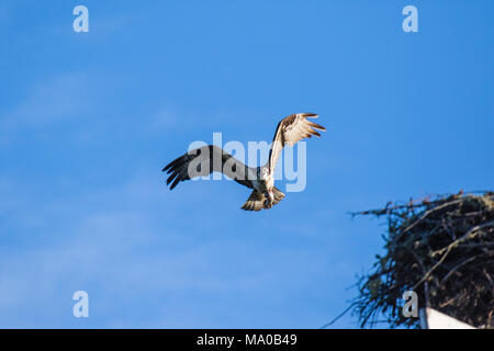 Les balbuzards pêcheurs pêchent, battant le balbuzard. Le fond de ciel Western Osprey Pandion haliaetus. oiseau de proie. Fleuve Mackenzie, dans les Territoires du Nord-Ouest, Canada Banque D'Images