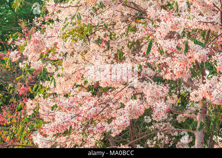 Beaucoup Cassia bakeriana Craib flower Banque D'Images