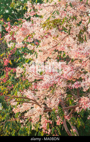 Beaucoup Cassia bakeriana Craib flower Banque D'Images