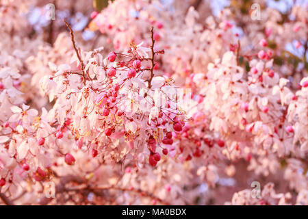 Beaucoup Cassia bakeriana Craib flower Banque D'Images