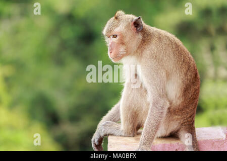 Singe assis sur le mur de ciment Banque D'Images