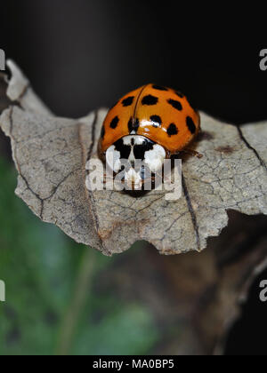 Ladybeetle asiatiques (Harmonia axyridis) sur une feuille, close-up view Banque D'Images