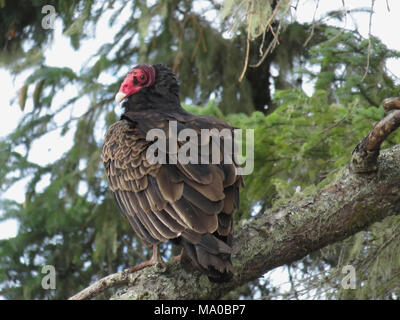 Wild urubu à tête rouge (Cathartes aura) assis sur un arbre dans le sud-ouest de l'état de Washington, USA Banque D'Images