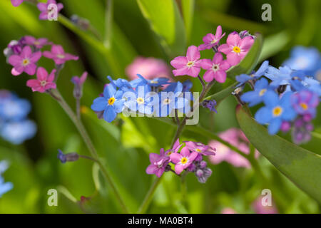 Yomark «' forget-me-not, Myosotis scorpioides Äkta (förgätmigej) Banque D'Images