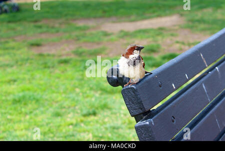 House Sparrow assis sur un banc dans un parc Banque D'Images