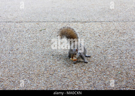 L'Écureuil américain d'exécution et de manger du pain, suqirrel pain tenant dans ses pattes Banque D'Images
