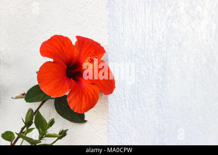 Amaryllis fleur rouge sur le mur arrière-plan. Banque D'Images