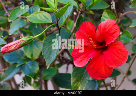 Amaryllis fleur rouge sur le tissu de fond vert. Banque D'Images