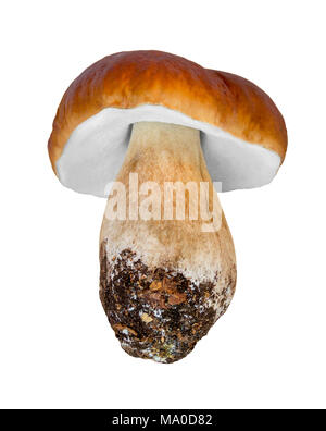 Penny bun champignon isolé en blanc retour Banque D'Images