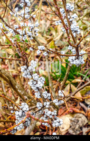 Northern Bayberry, Myrica pensylvanica berries sur des rameaux Banque D'Images