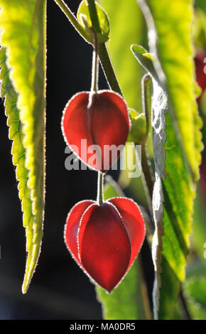 Fleurs abutilon Banque D'Images