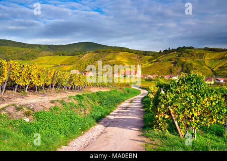 Une vue d'automne du vin, Niedermorschwihr, dans la région d'Alsace, France. Banque D'Images