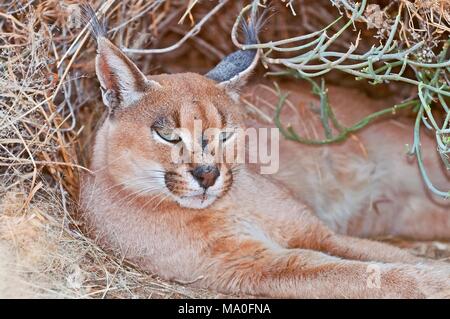 Le caracal (Caracal caracal) est un chat sauvage originaire d'Afrique, à la faune en Namibie. Banque D'Images