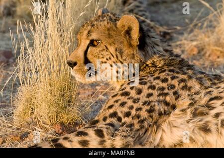 Le Guépard (Acinonyx jubatus) dans la réserve privée Okonjima en Namibie. Banque D'Images