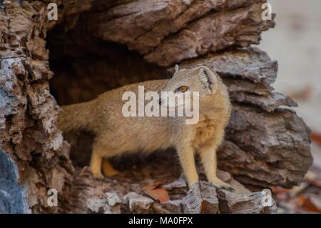 La Mangouste jaune (Cynictis penicillata), parfois appelé le meerkat rouge, est un membre de la famille des mangoustes. Vit en rase campagne, à partir de Banque D'Images