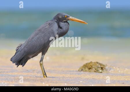 Les récifs du Pacifique (Egretta sacra), aussi connu sous le nom de Eastern reef heron ou Aigrette des récifs de l'Est. Banque D'Images