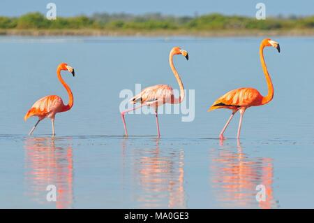 Une rangée de flamants roses (Phoenicopterus ruber américain ruber-American Flamingo) dans le Rio Lagardos, au Mexique. Banque D'Images